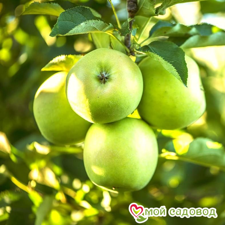 Яблоня Гренни Смит