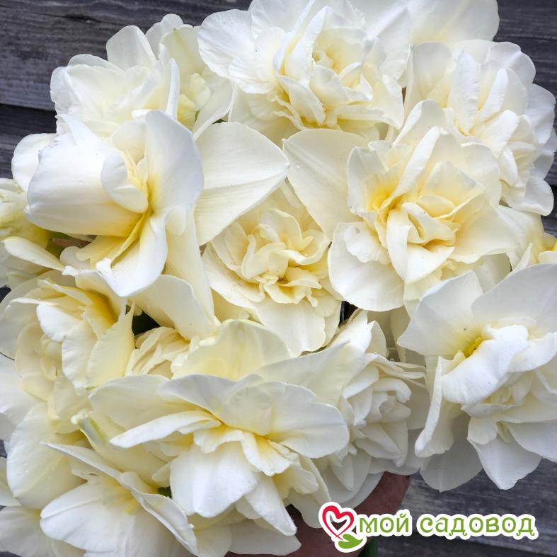 Нарцисс Обдэм махровый