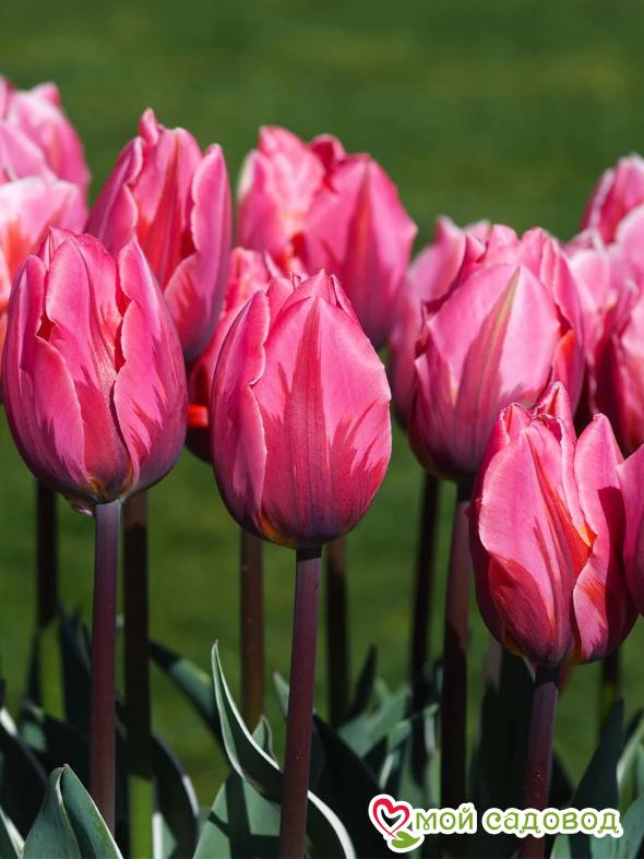 Тюльпан Триумф Претти Принцесс