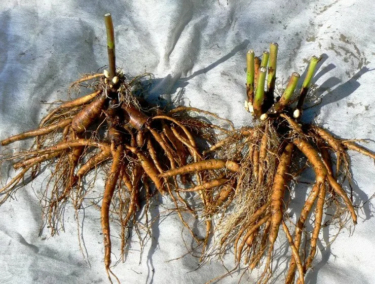 Лилейник Вальтер Кеннеди